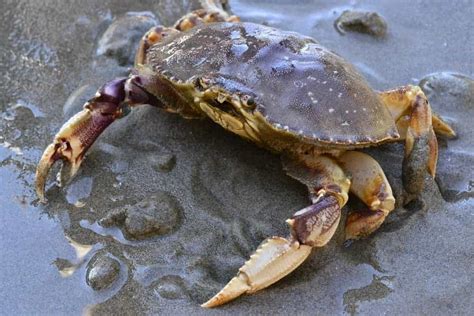 10 Different Types of Crabs – Nayturr