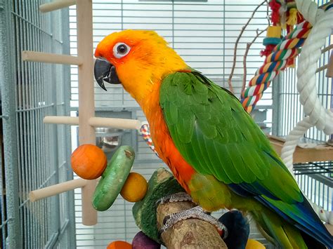 Purposeful Playtime: Pet Birds Need Toys for Mental and Physical Health ...