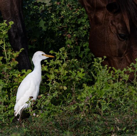 Cattle Egret - Owen Deutsch Photography