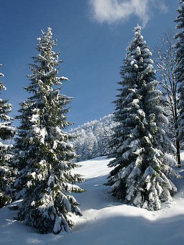 Bosque de coníferas: qué es, características, flora, fauna, clima