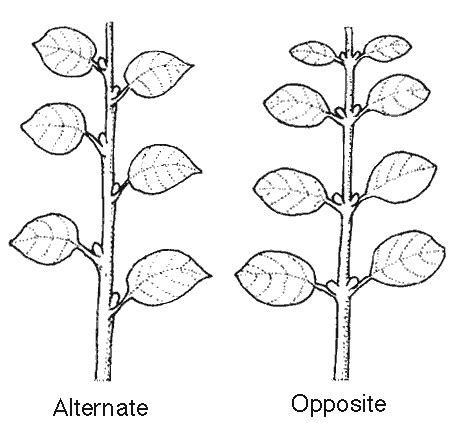 17 Species Of Ash Tree Leaves | What Do They Look Like? (With Pictures)