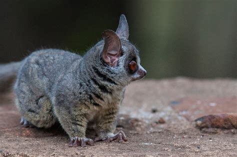 Bushbabies – The Southern Lesser Galago - Africa Geographic Magazine ...