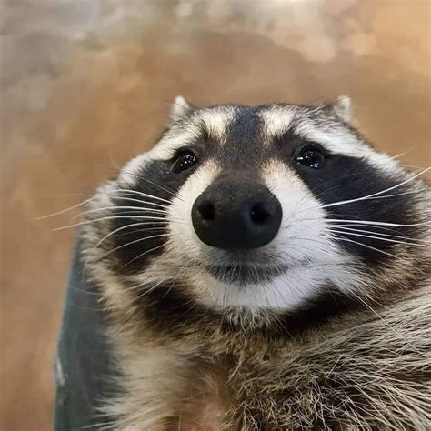 Happy happy raccoon!! : r/aww