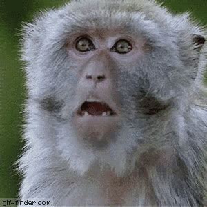 Baboon Monkey GIF - Baboon Monkey Shocked - Discover & Share GIFs