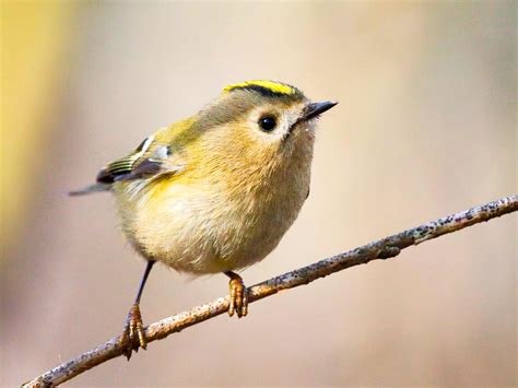 19 common British birds in your garden | Love The Garden