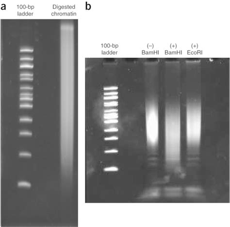 Digestion QC throughout the in situ DNase Hi-C protocol. (a) A typical ...