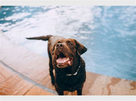 Animals also struggle with the heat - here's how to help | Randburg Sun