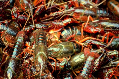 Crawdad Free Stock Photo - Public Domain Pictures