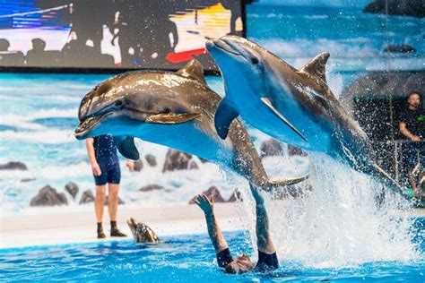 Deep water dolphin swim - Dubai Dolphinarium, Dubai Traveller Reviews ...