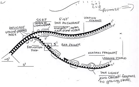 Dna Replication Drawing at PaintingValley.com | Explore collection of ...