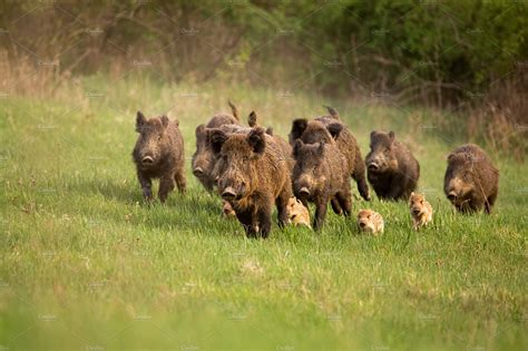 Group of wild boars sus scrofa stock photo containing wild boar and sus ...