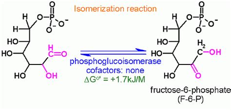 Phosphoglucose Isomerase