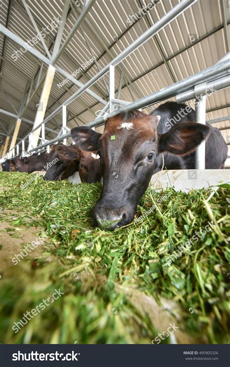 Cows Stable Eating Silage Stock Photo (Edit Now) 495905326