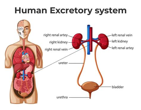 Human Excretory System Diagram Labeled