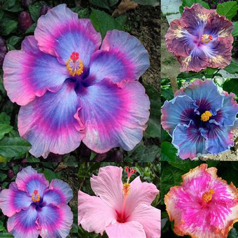 Rare Mix Colors Giant Hibiscus Seeds Potted Plant Perennial Flowers ...