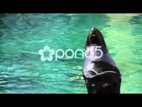 Sea Lion clapping - HD video - YouTube