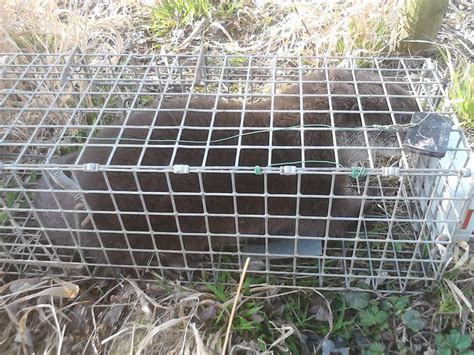 Mammal Traps – Mull Otter Group