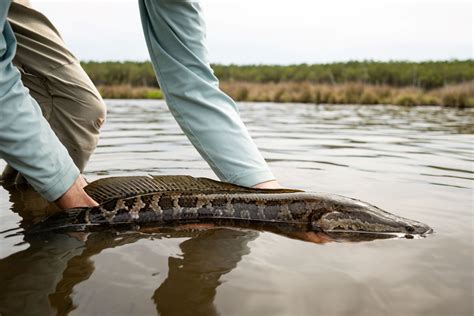 The New Kid in Town: Fly Fishing for Northern Snakehead - Cheeky Fishing