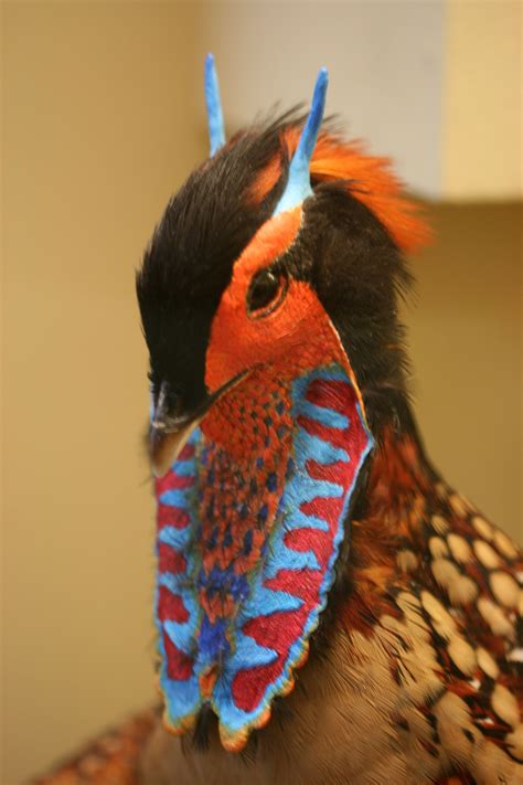 golden pheasant | Bizarre animals, Colorful birds, Pet birds