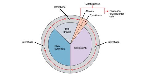 😍 What are the main events of the cell cycle. Stages of the Cell Cycle ...