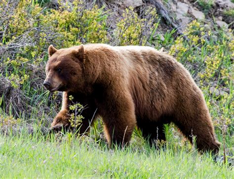 Why are some black bears actually brown? - Earth.com