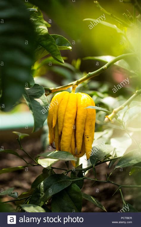 Buddha fruit, Buddha's hand, lemon tree Stock Photo - Alamy