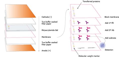 Western blot test, procedure & purpose of western blot