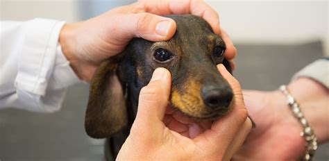 Dog Eye Allergies: Symptoms, Causes and Effective Treatments - The Vets