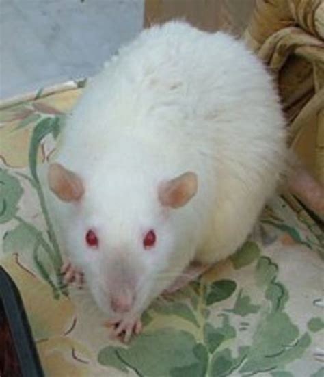 Fancy Rat Varieties: Fur Color, Eye Color, Coat Type, and Markings ...