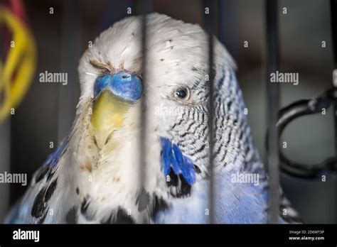 Blue budgie in a cage sitting on a branch and playing with a bell ...