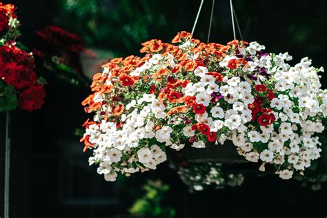 The Best Colorful Plants for Hanging Baskets | Plants for hanging ...