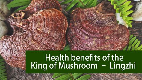 Health Benefits of The King of Mushroom - Lingzhi