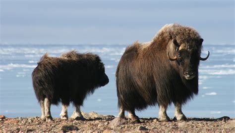 muskox canada | Arctic animals, Artic animals, Animal adaptations