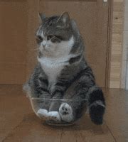 Cat Bop GIFs - Find & Share on GIPHY