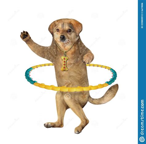 Dog Exercising with Hula Hoop Stock Photo - Image of hulahoop, hoop ...