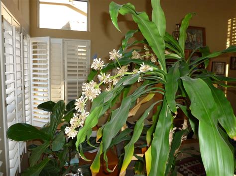 www.themeditativegardener.blogspot.com My corn plant is blooming with ...