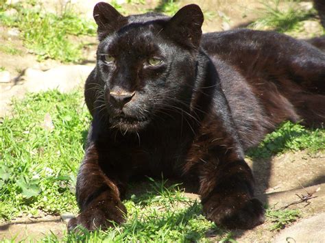 Are There Really Black Panthers? - The National Wildlife Federation Blog