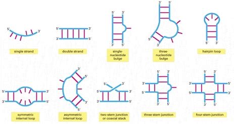 RNA - Theories in Molecular Evolution