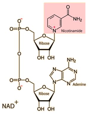 Nicotinamide adenine dinucleotide