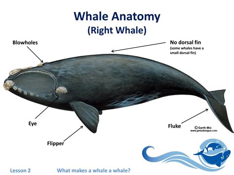 PPT - Lesson 2: What Makes A Whale A Whale? PowerPoint Presentation ...