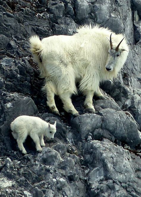 An Ode To The Magnificent Feet Of Mountain Goats | Gizmodo Australia