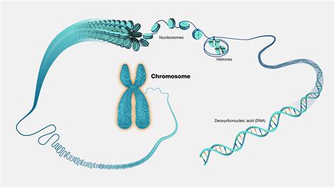 How Many Chromosomes Are In A Dog Cell