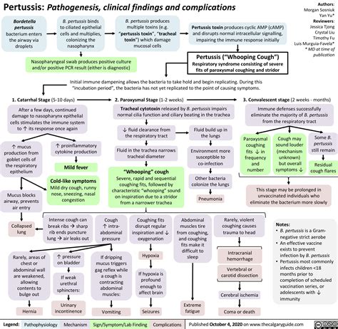 Pertussis: Pathogenesis, clinical findings, and complications | Calgary ...