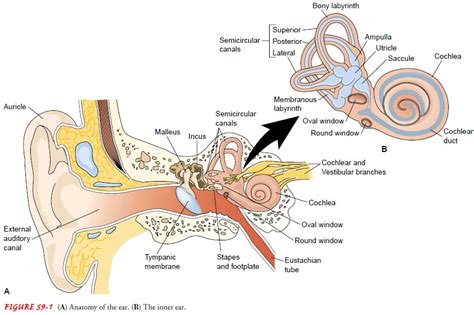 The Fluid Contained Within the Membranous Labyrinth Is Called Perilymph.