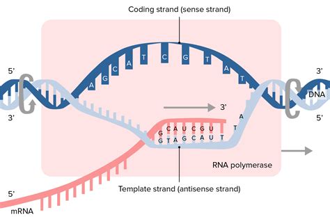 Images of ノンコーディングRNA - JapaneseClass.jp