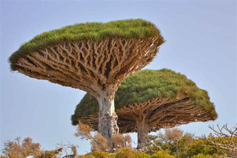 Top 10: Iconic African trees | Natural World | Earth Touch News