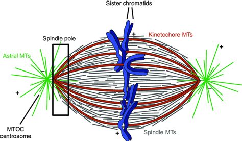 2 Metaphase spindle anatomy and constituent MT populations. MTs are ...