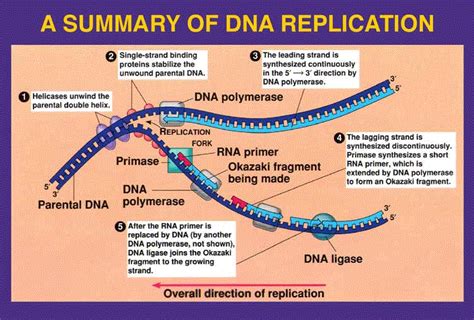 Stem Cell DNA Restructure Technology In Hinduism – Ramani's blog