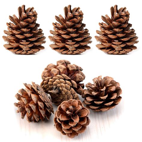 Buy Bulk Package of Natural Pinecones-24 Pack Online at desertcartKUWAIT