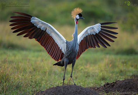 カンムリヅル Black Crowned Crane (Balearica pavonina) | Bird, Wild birds ...